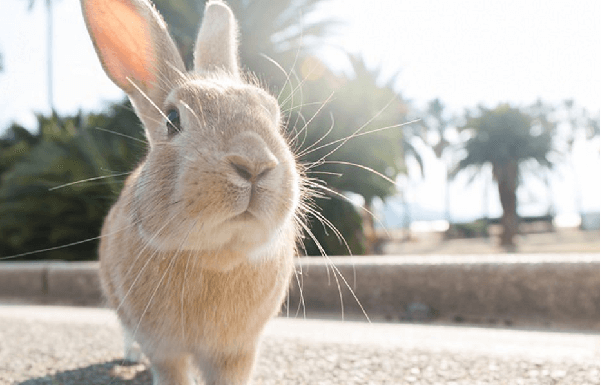 okunoshima